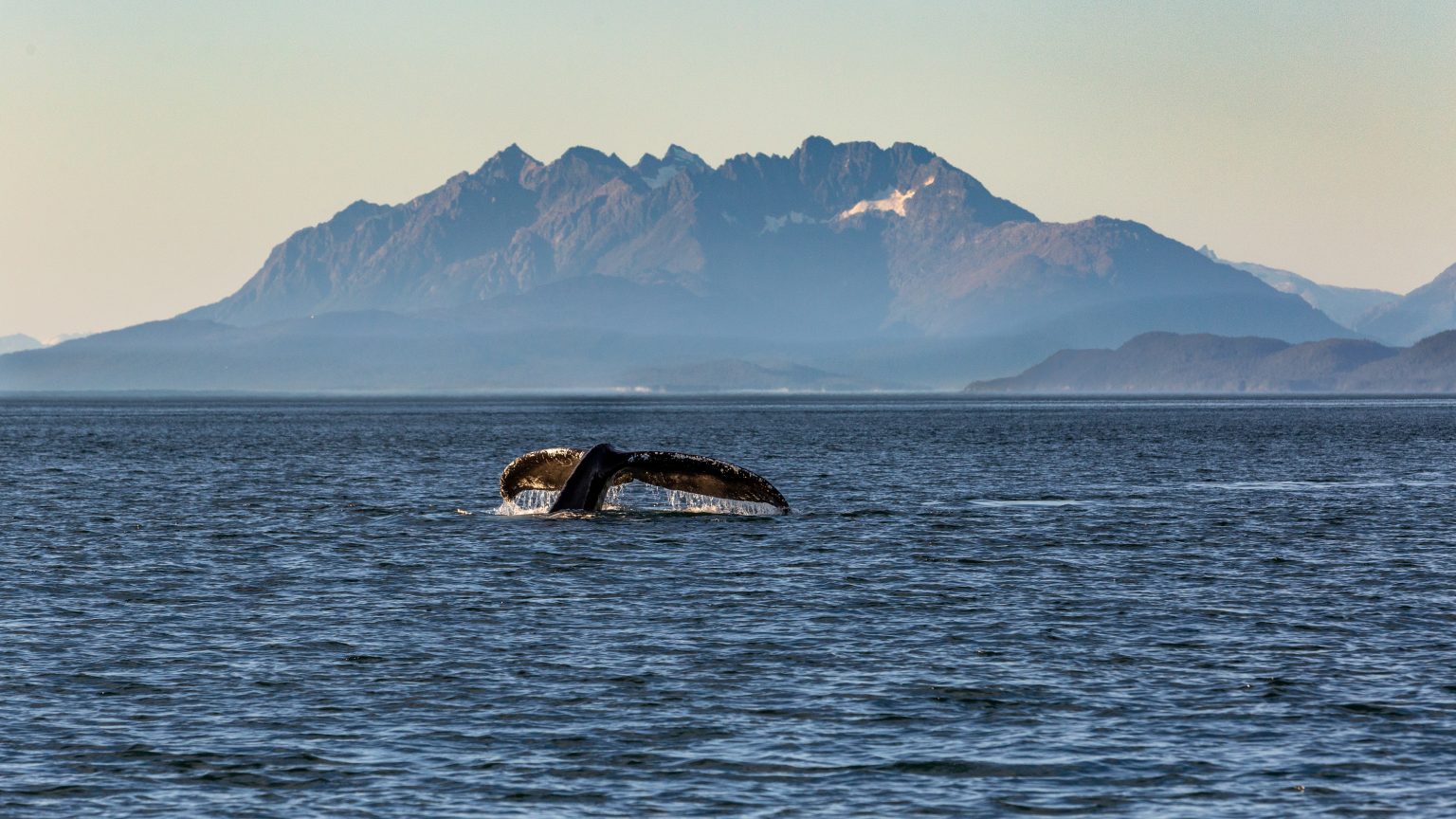 Humpback whale tail above the water near Juneau, Alaska