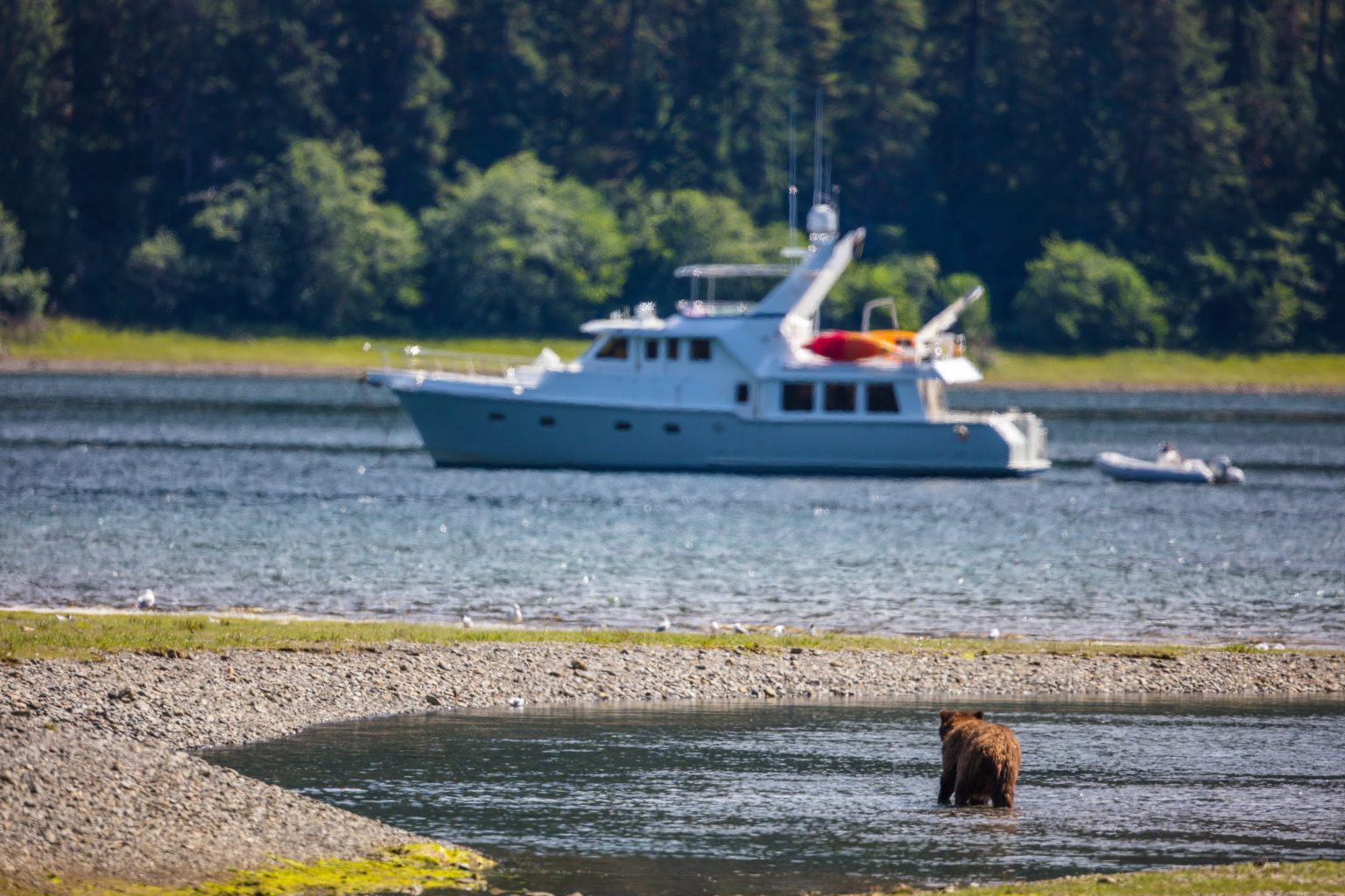 Brown bear on the shoreline with a motor yacht at anchor behind it in Alaska